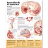 Understanding Stroke in Spanish (Entendiendo qu? es un derrame) Anatomical Chart